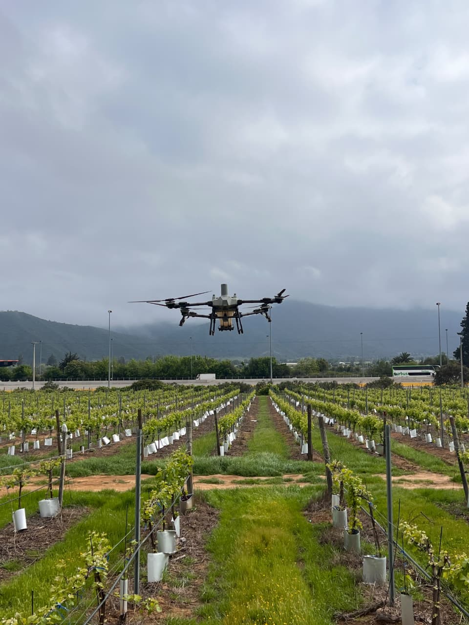 Dron DJI Agras T55 volando sobre las hileras de un viñedo joven
