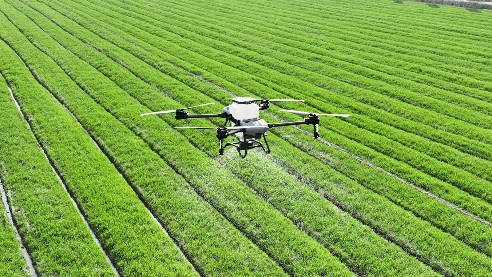 Dron agrícola aplicando sobre hileras de cultivo verde